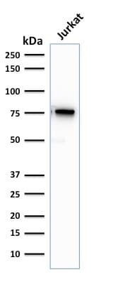 MSN / Moesin Antibody (clone rMSN/492, Azide-free, Carrier-free)