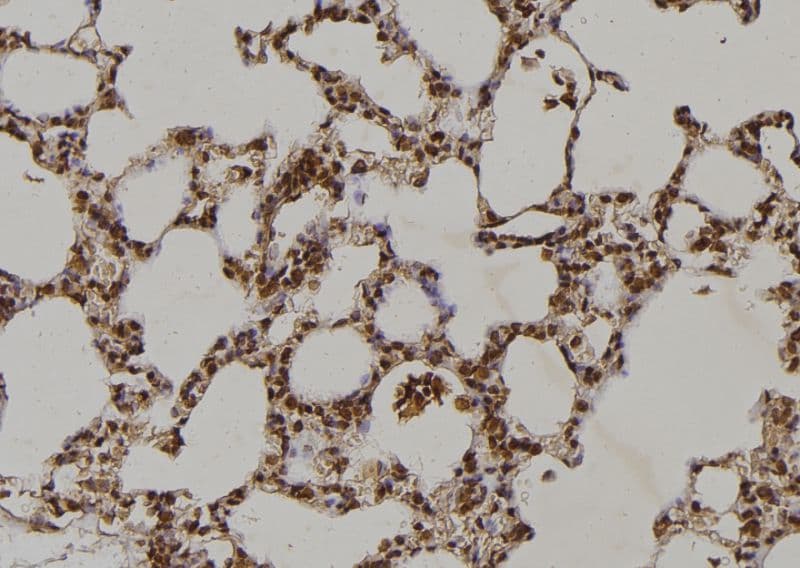 MAP2K2 / MKK2 / MEK2 Antibody