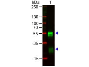 Goat Anti-Rabbit IgG Secondary Antibody