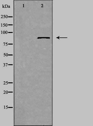 RBSN / Rabenosyn 5 Antibody