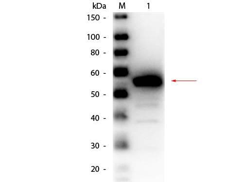 Polyclonal Rabbit anti-Pig Carboxylesterase 1 / CES1 Antibody (Lyophilized, HRP, IHC, WB)