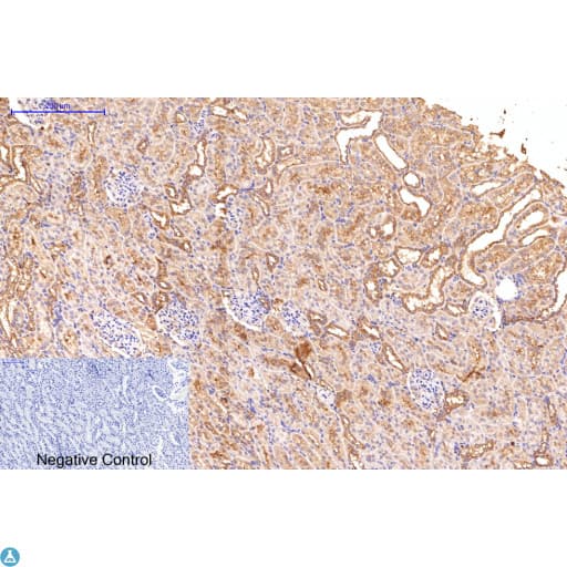 APG5 / ATG5 Antibody