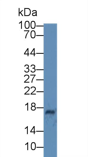 CP / Ceruloplasmin Antibody (aa789-1065, APC)
