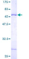 Human WDR31 Protein (Recombinant GST)
