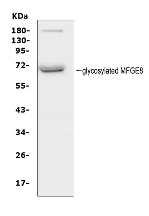 MFGE8 /Lactadherin Antibody (aa165-180)