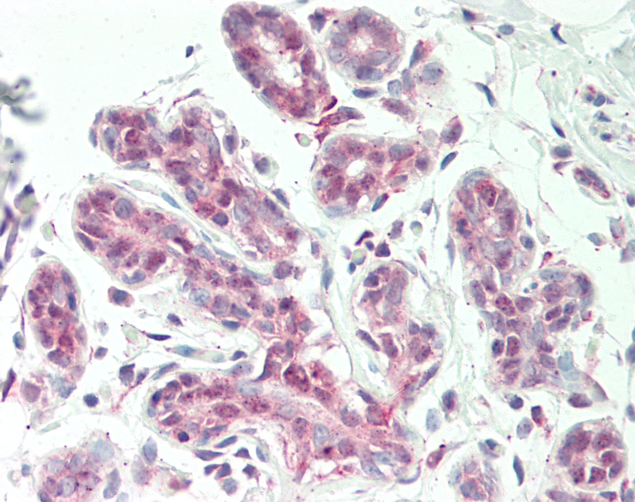 SNX1 Antibody (aa44-93)