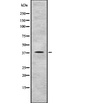 MRNP41 / RAE1 Antibody