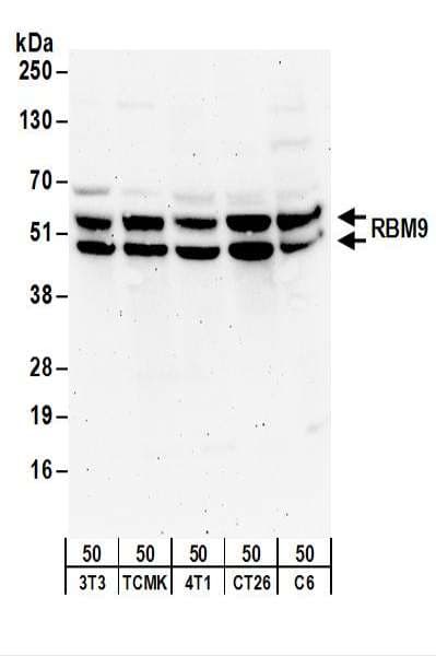 RBFOX2 / RBM9 Antibody (aa1-50)