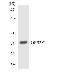 OR52E1 Antibody