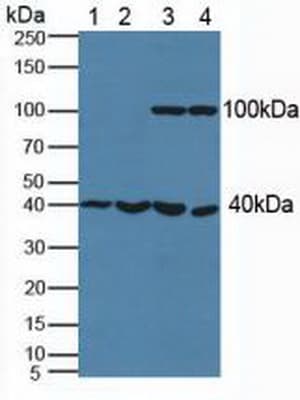 PSAT1 Antibody (aa1-312)