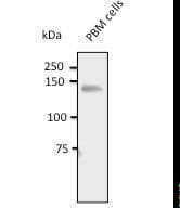 IHC-plus™ PECAM-1 / CD31 Antibody (C-Terminus)