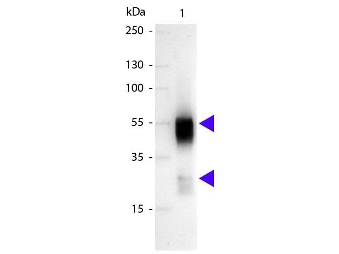 Sheep Anti-Rabbit IgG Secondary Antibody (AP)