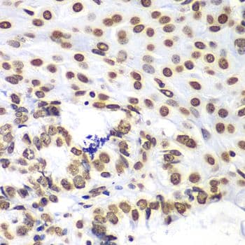 HIST3H3 Antibody