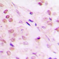 TCEB3 / Elongin A Antibody (Internal)
