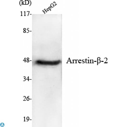 ARRB2 / Beta Arrestin 2 Antibody