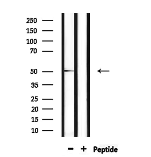 FOXA1 Antibody
