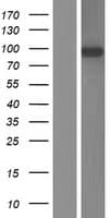 LRRC8B Protein (Over-Expression Lysate Myc-DDK (Flag))