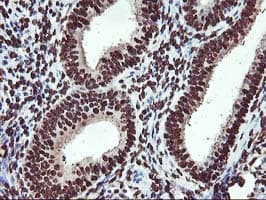 OSGEP Antibody (aa1-335, clone OTI9E3, Carrier-free)