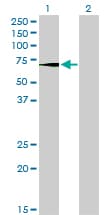 Monoclonal Mouse anti-Human ALK-6 / BMPR1B Antibody (clone 2F3, WB)