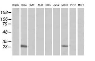 MRPS34 Antibody (clone OTI4E8, Carrier-free)