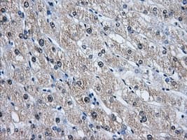 HDAC10 Antibody (clone OTI6G5)