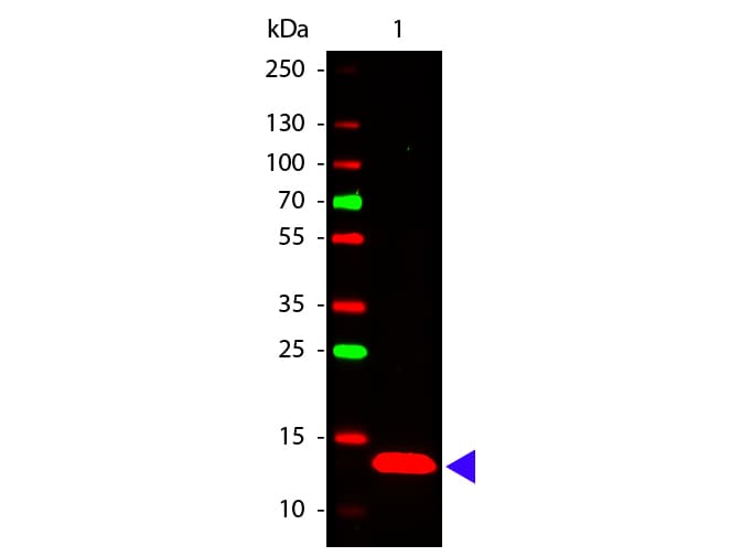 TSLP Antibody