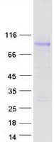 Human GPR149 / PGR10 Protein (Recombinant Myc-DDK (Flag))