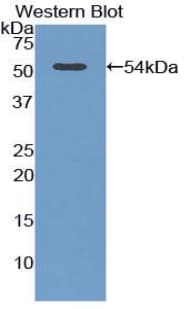 ADIPOR2 Antibody (aa180-367, FITC)