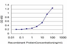 AGER / RAGE Antibody (clone 1C1)