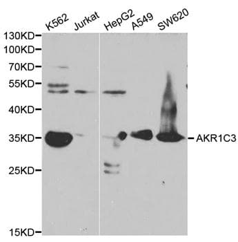 IHC-plus™ DDX / AKR1C3 Antibody