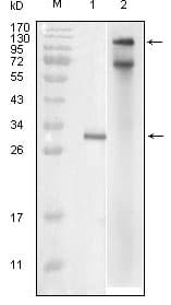 SIKE1 Antibody (aa1-257, clone 6B4B5)