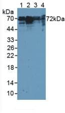 CTTN / Cortactin Antibody (aa1-509)