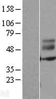 ERMN / Juxtanodin Protein (Over-Expression Lysate Myc-DDK (Flag))