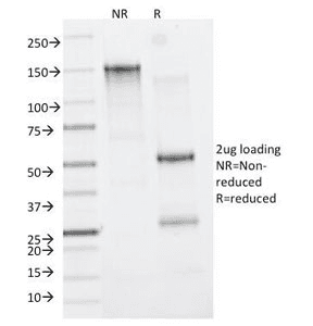 ITGAM / CD11b Antibody (clone M1/70, Azide-free, BSA-free)