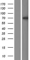 L3MBTL4 Protein (Over-Expression Lysate Myc-DDK (Flag))