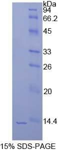Human HIST1H4A Protein (Recombinant His)