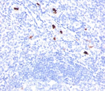 MYADM / Myeloid Marker BM-1 Antibody (clone BM-1, Azide-free, BSA-free)