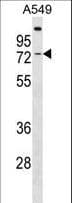 Polyclonal Rabbit anti-Human GBP3 Antibody (aa502-528, WB)