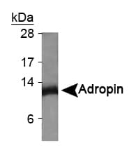 ENHO / Adropin Antibody (Internal)