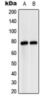 IHC-plus™ MASP2 / MASP-2 Antibody (Internal)