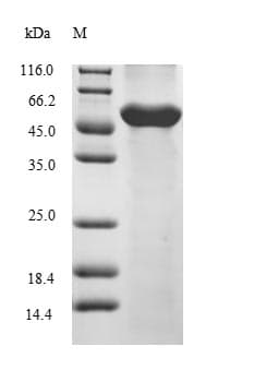 Zebrafish COPS2 / TRIP15 / ALIEN Protein (Recombinant 10His, N-terminus)