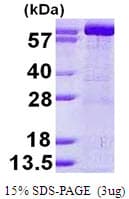 Human GMPS / GMP Synthase Protein (Recombinant His)