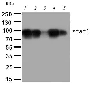 STAT1 Antibody (aa736-750)
