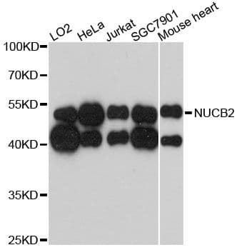 NUCB2 / Nucleobindin 2 Antibody