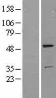 Human TFG Protein (Over-Expression Lysate Myc-DDK (Flag))