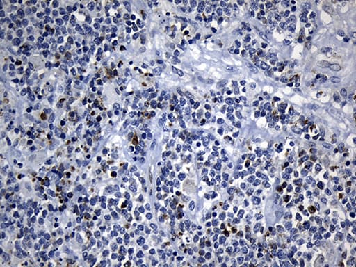 BAX Antibody (aa1-172, clone OTI3C8, Carrier-free)