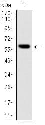 BLNK Antibody (clone 5G9)