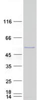 Human SPATA2L Protein (Recombinant Myc-DDK (Flag))