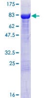 Human DPYSL4 / CRMP3 Protein (Recombinant GST)