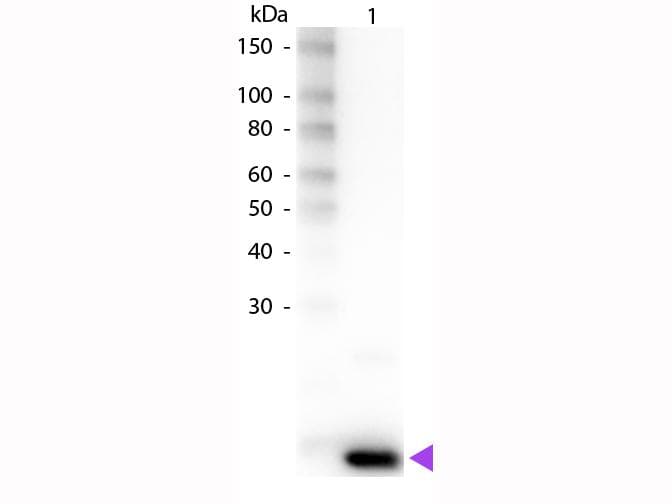 IL9 Antibody (Biotin)
